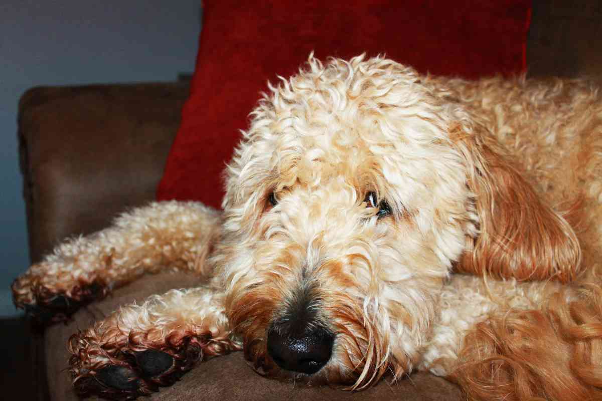 Are Goldendoodles Good Apartment Dogs? Pros And Cons Explained! 1