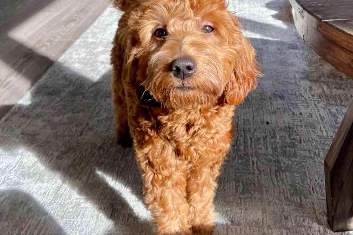Are Goldendoodles Good Apartment Dogs? Pros And Cons Explained! 2