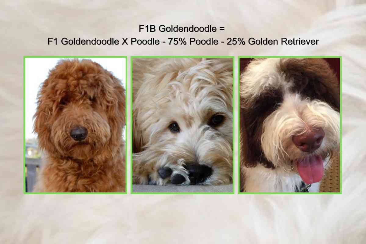 Breeding Goldendoodles: Can You Breed Two Goldendoodles Together? 4