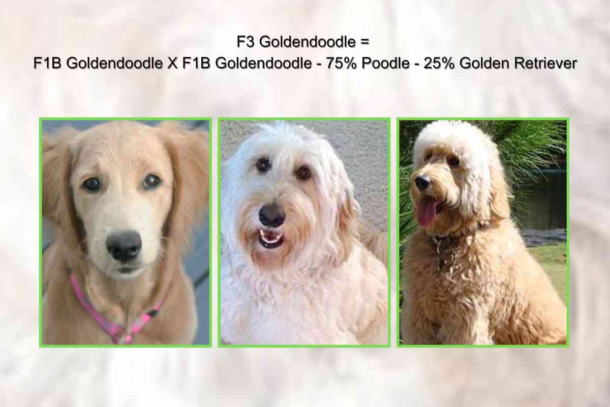 Breeding Goldendoodles: Can You Breed Two Goldendoodles Together? 6