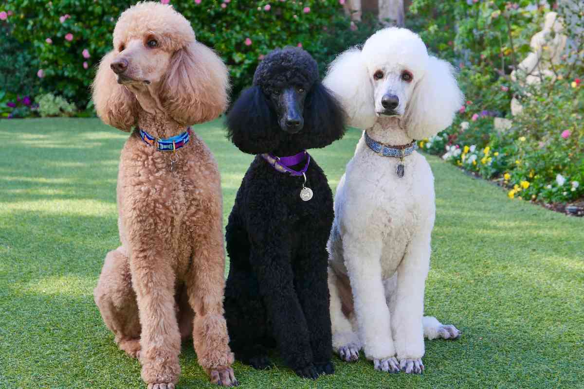 Breeding Goldendoodles: Can You Breed Two Goldendoodles Together? 8