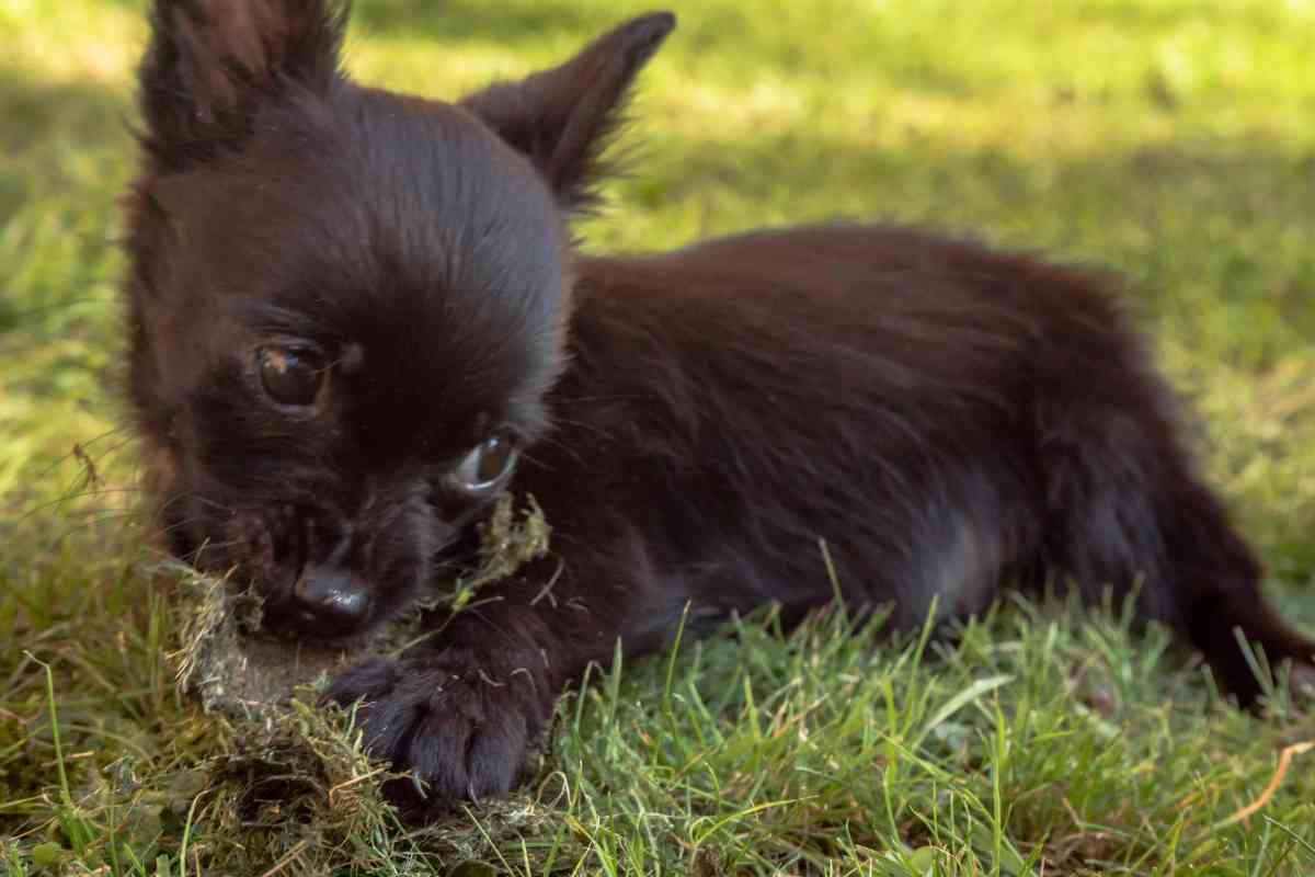 Can Puppies Eat Grass (Vet Explained!) 3