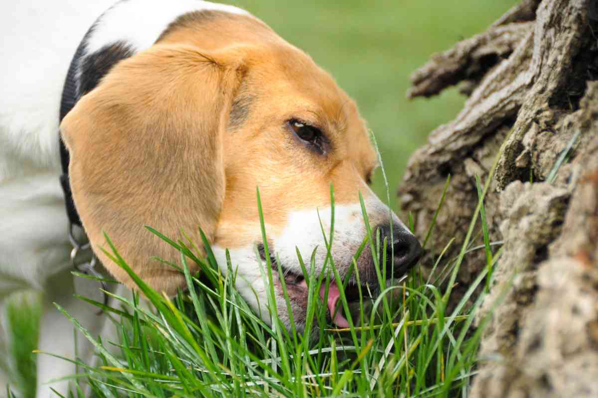Can Puppies Eat Grass (Vet Explained!) 1