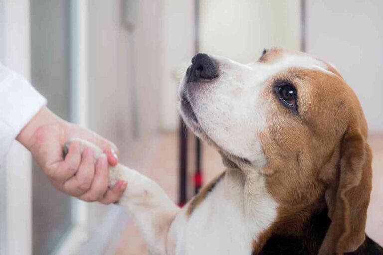 How Long Does It Take For A Dog To A Person?