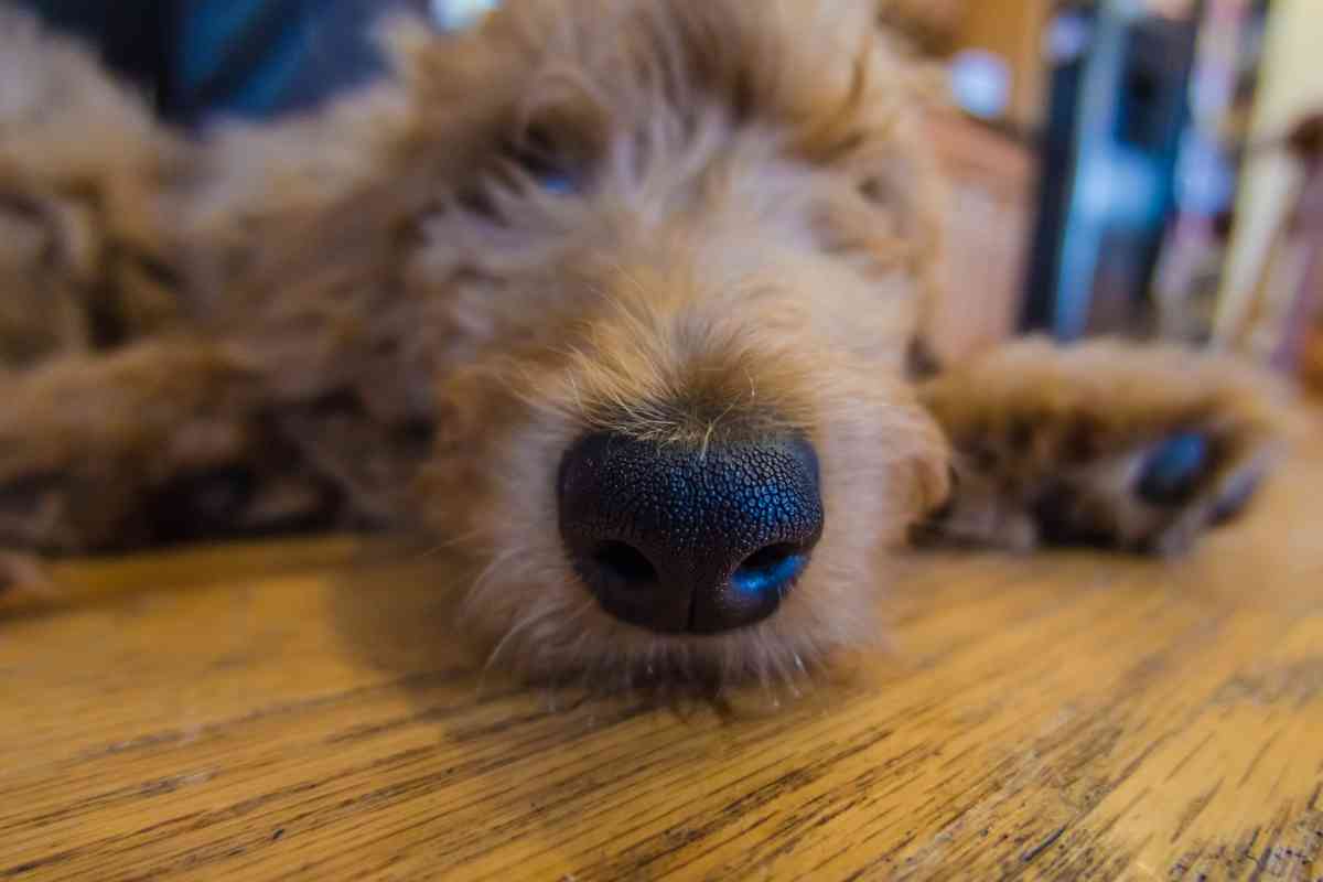 Do Goldendoodle Puppies Sleep A Lot? How Much Sleep Do They Need? 2