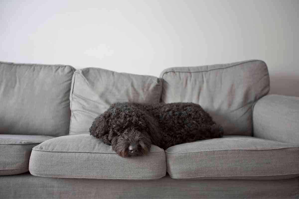 Do Goldendoodle Puppies Sleep A Lot? How Much Sleep Do They Need? 4