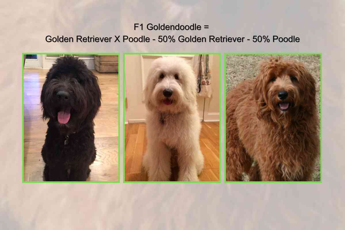 Breeding Goldendoodles: Can You Breed Two Goldendoodles Together? 3