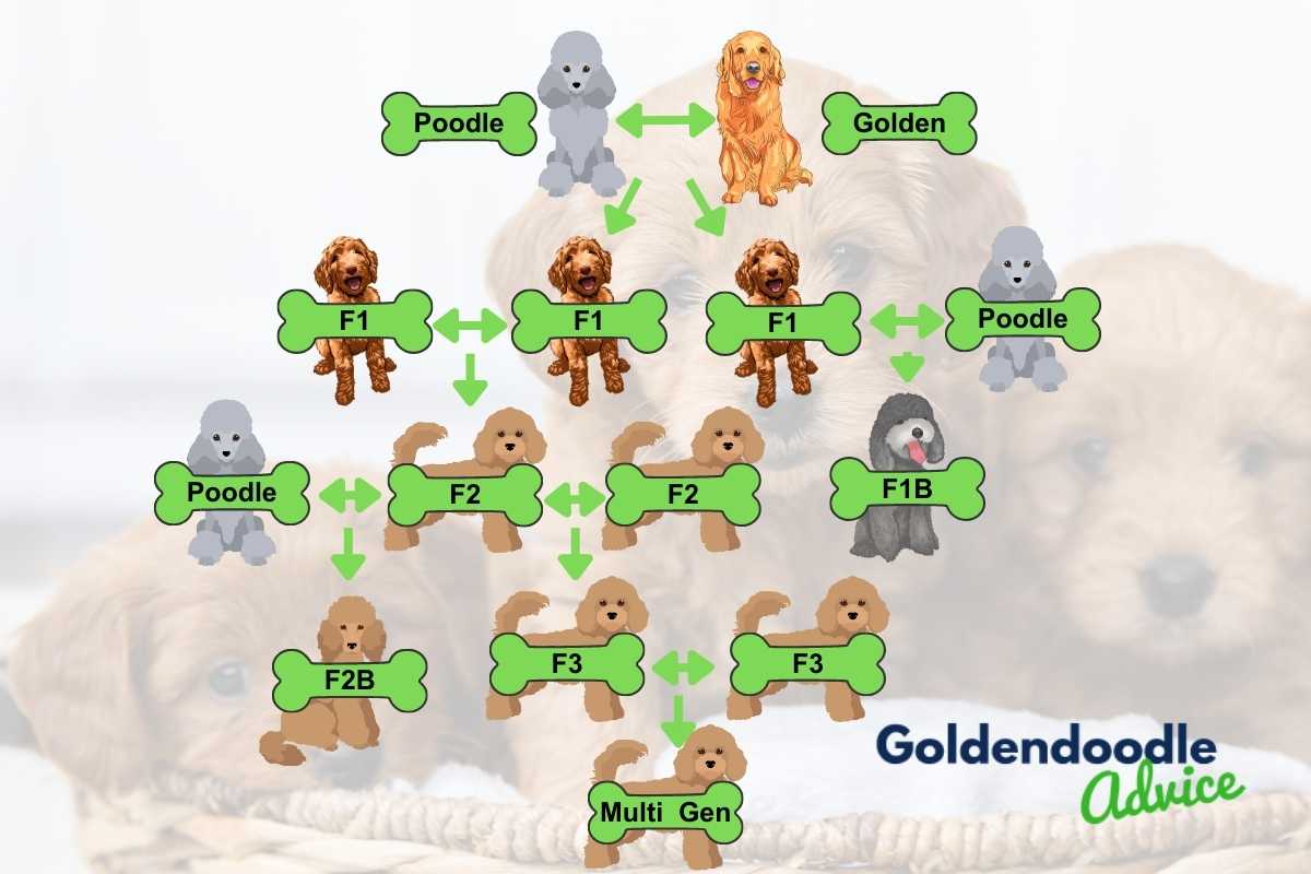Breeding Goldendoodles: Can You Breed Two Goldendoodles Together? 2