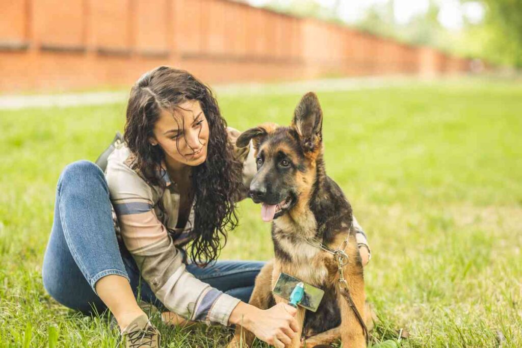 How Do I Make My Dog's Coat Shiny? Goldendoodle Advice
