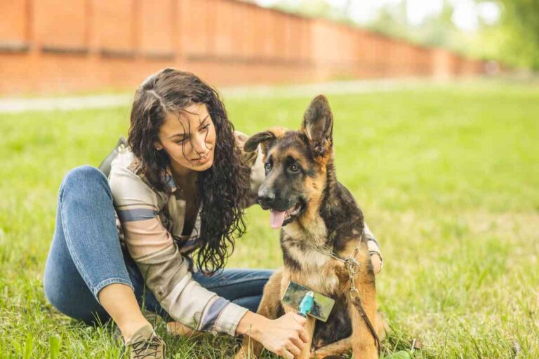 How Do I Make My Dog's Coat Shiny? Goldendoodle Advice