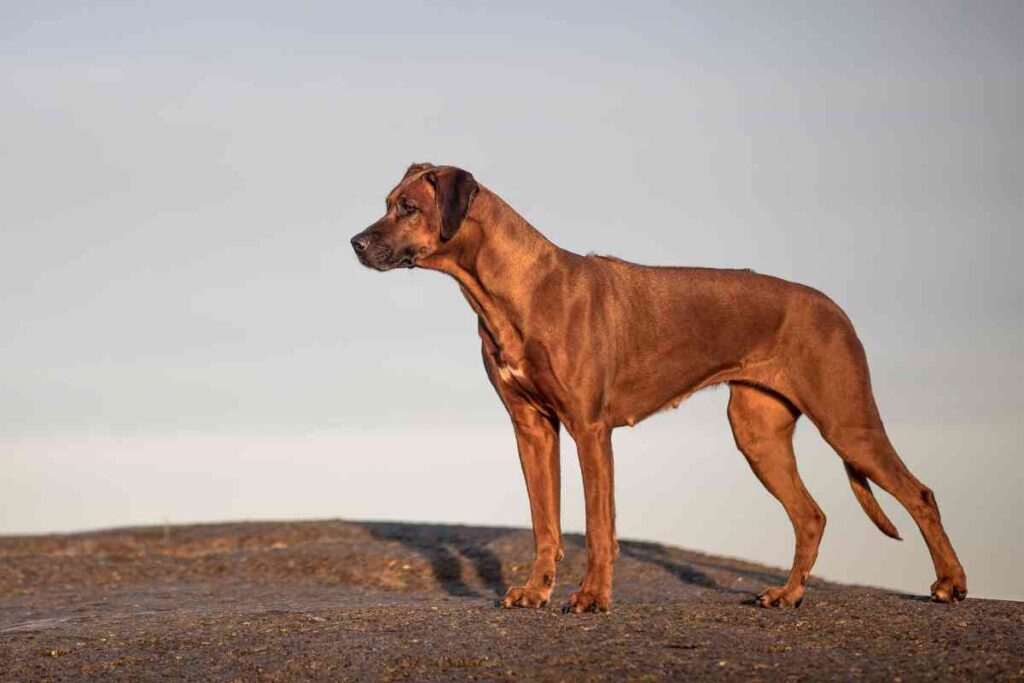 How Do I Make My Dog's Coat Shiny? Goldendoodle Advice