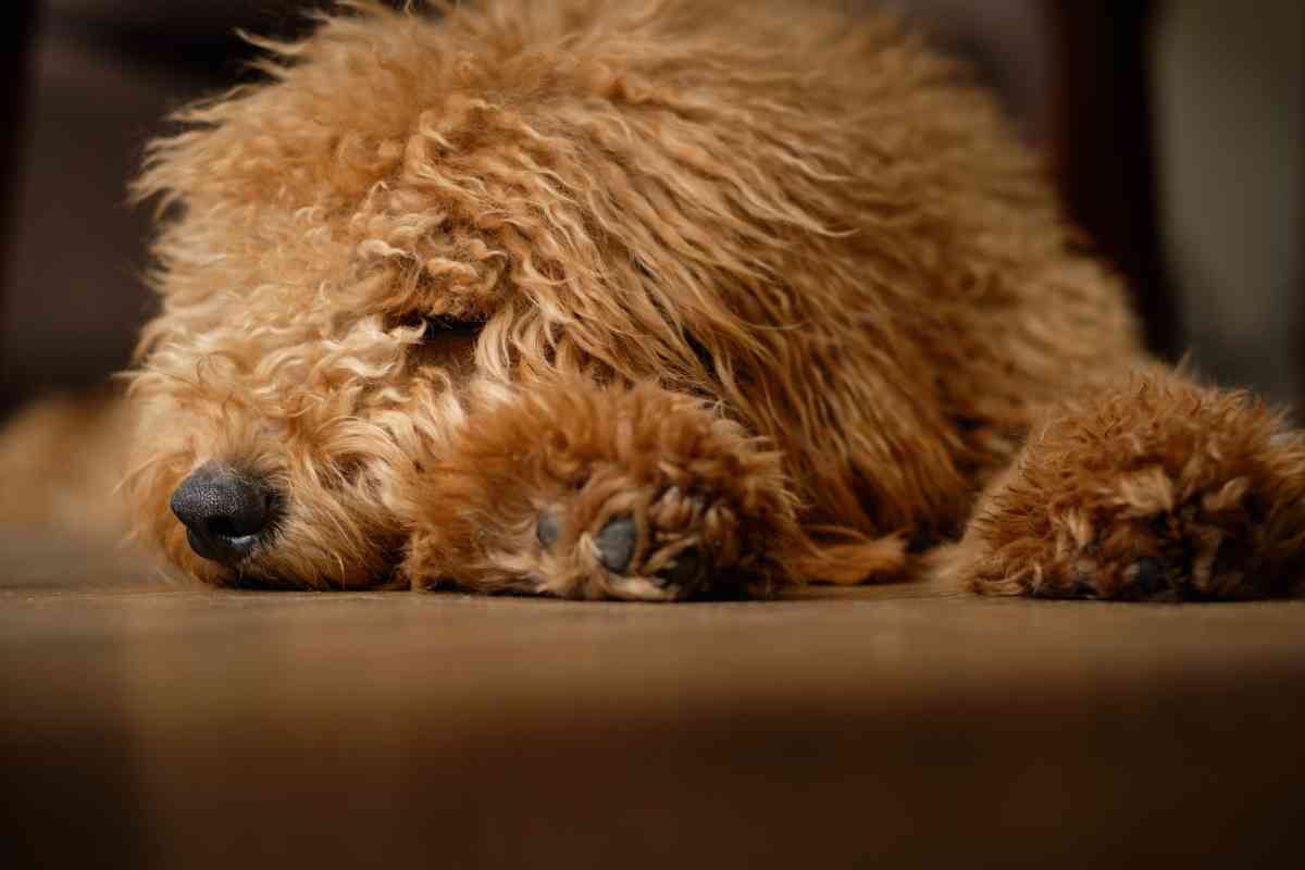 How Long Do Goldendoodles Sleep At Night? When Do Puppies Sleep Through The Night? 2