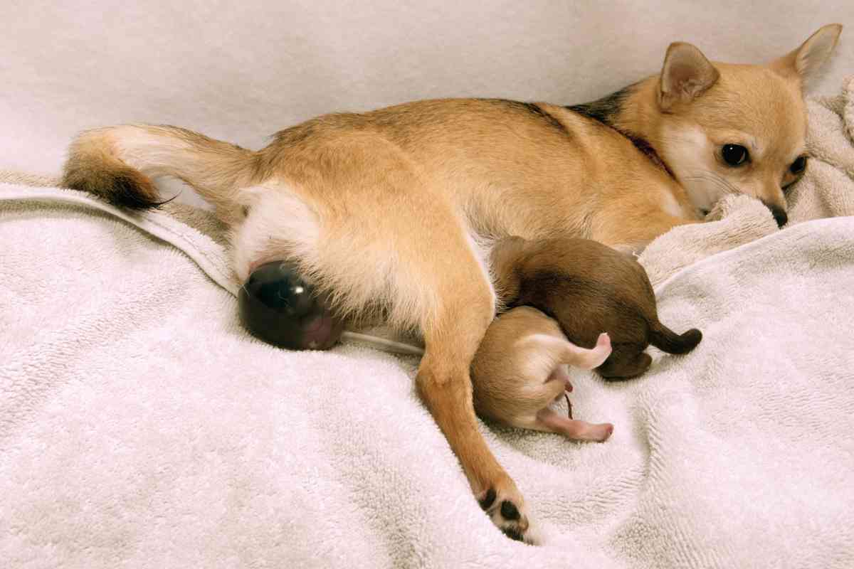 How Much Time Should Pass Between Puppies When Your Dog Is Giving Birth 4