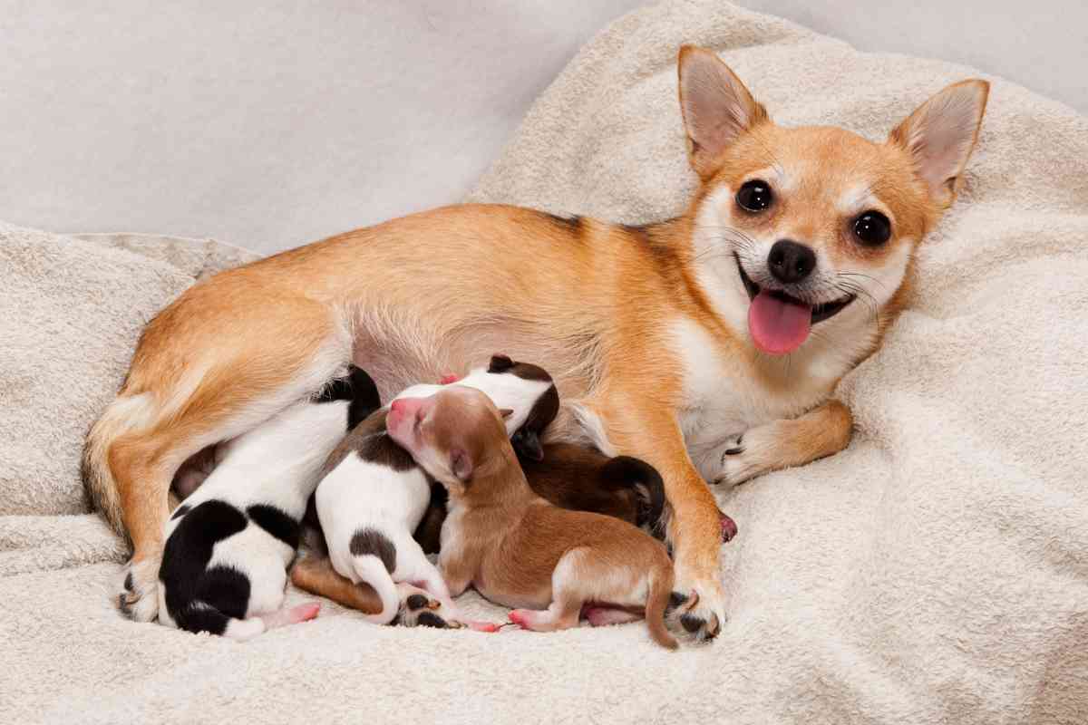 How Much Time Should Pass Between Puppies When Your Dog Is Giving Birth 3