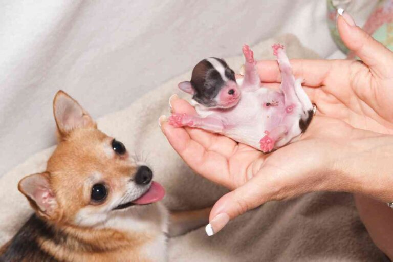How Much Time Should Pass Between Puppies When Your Dog Is Giving Birth