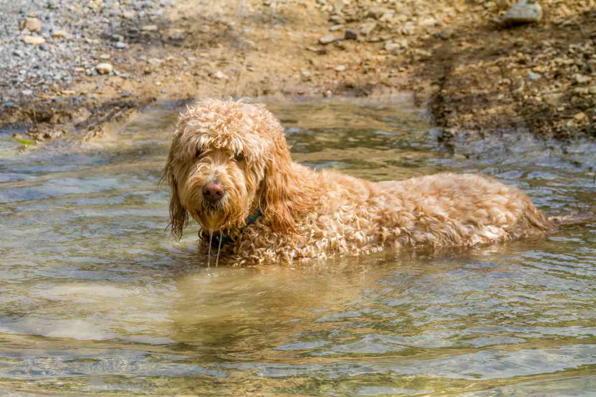 How Often Can You Bathe A Goldendoodle Puppy? 4