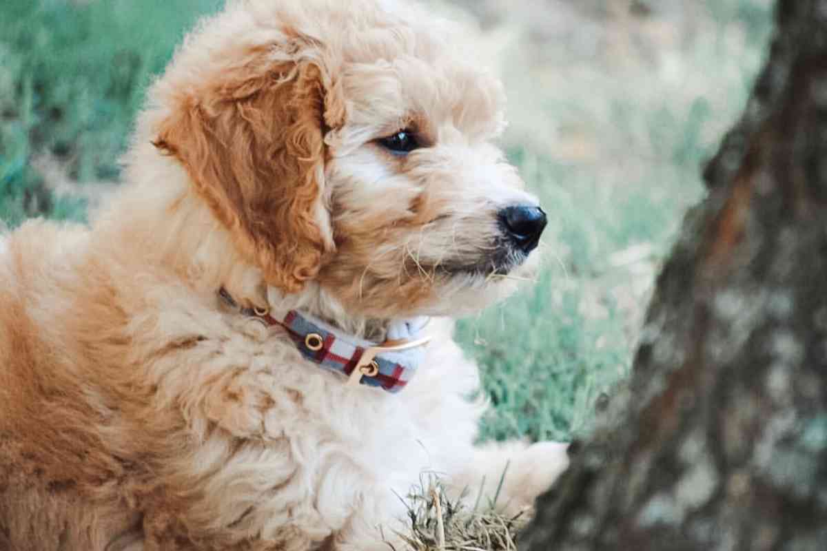 How Much Labradoodle Puppies Cost &Amp; Factors That Boost The Price 2