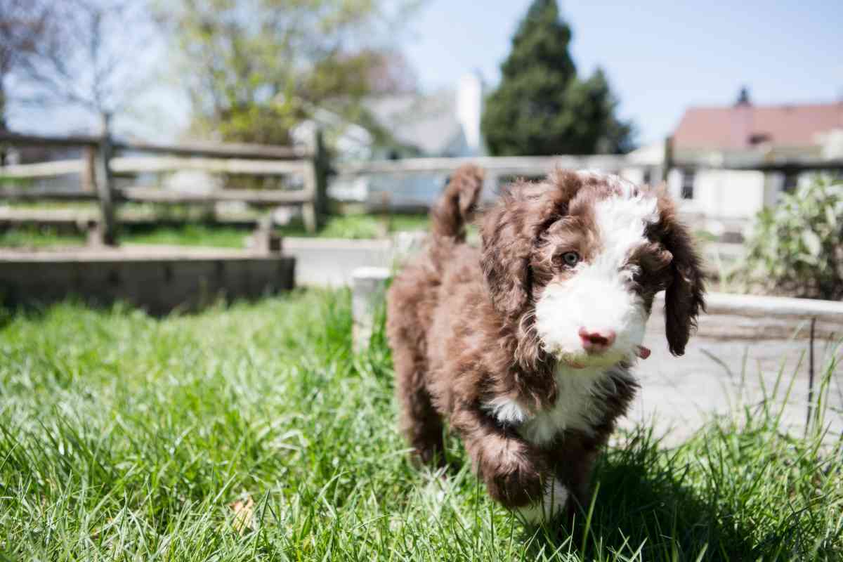 How Much Labradoodle Puppies Cost &Amp; Factors That Boost The Price 3