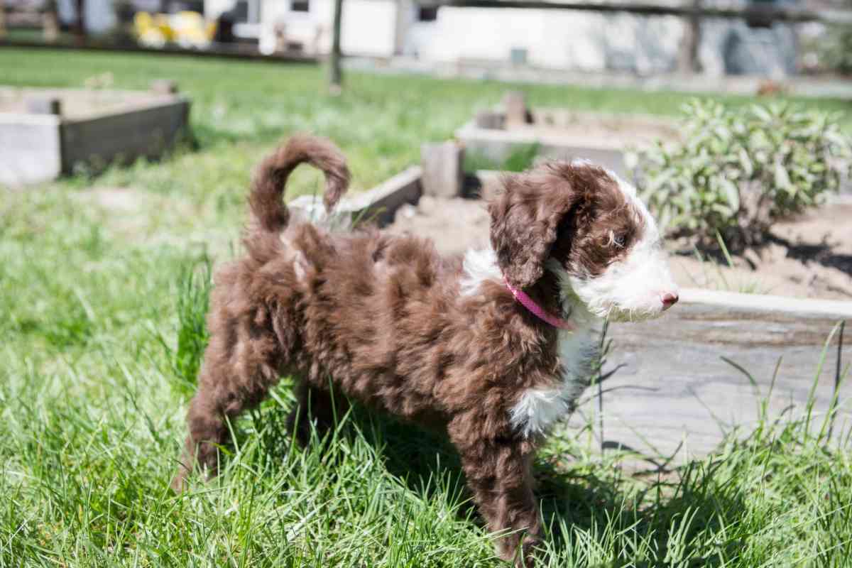 How Much Labradoodle Puppies Cost &Amp; Factors That Boost The Price 4