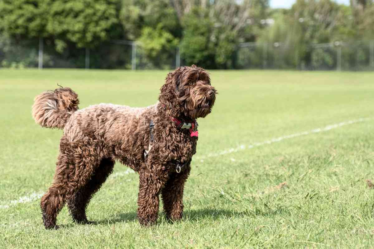 How Much Labradoodle Puppies Cost &Amp; Factors That Boost The Price 5