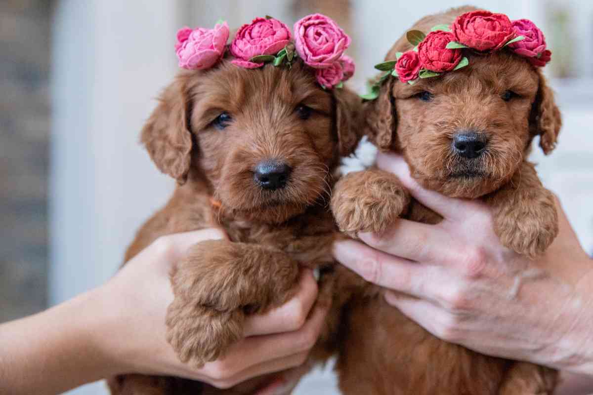 How Much Does A Goldendoodle Cost: Puppy Prices &Amp; Daily Maintenance 3