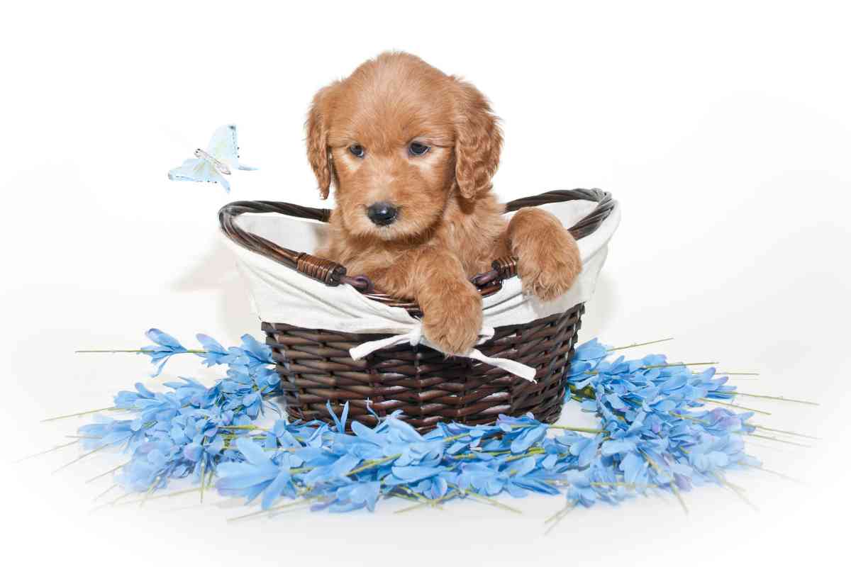 How Much Does A Goldendoodle Cost: Puppy Prices &Amp; Daily Maintenance 2