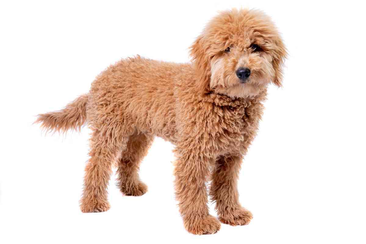 How To Demat A Goldendoodle? 2
