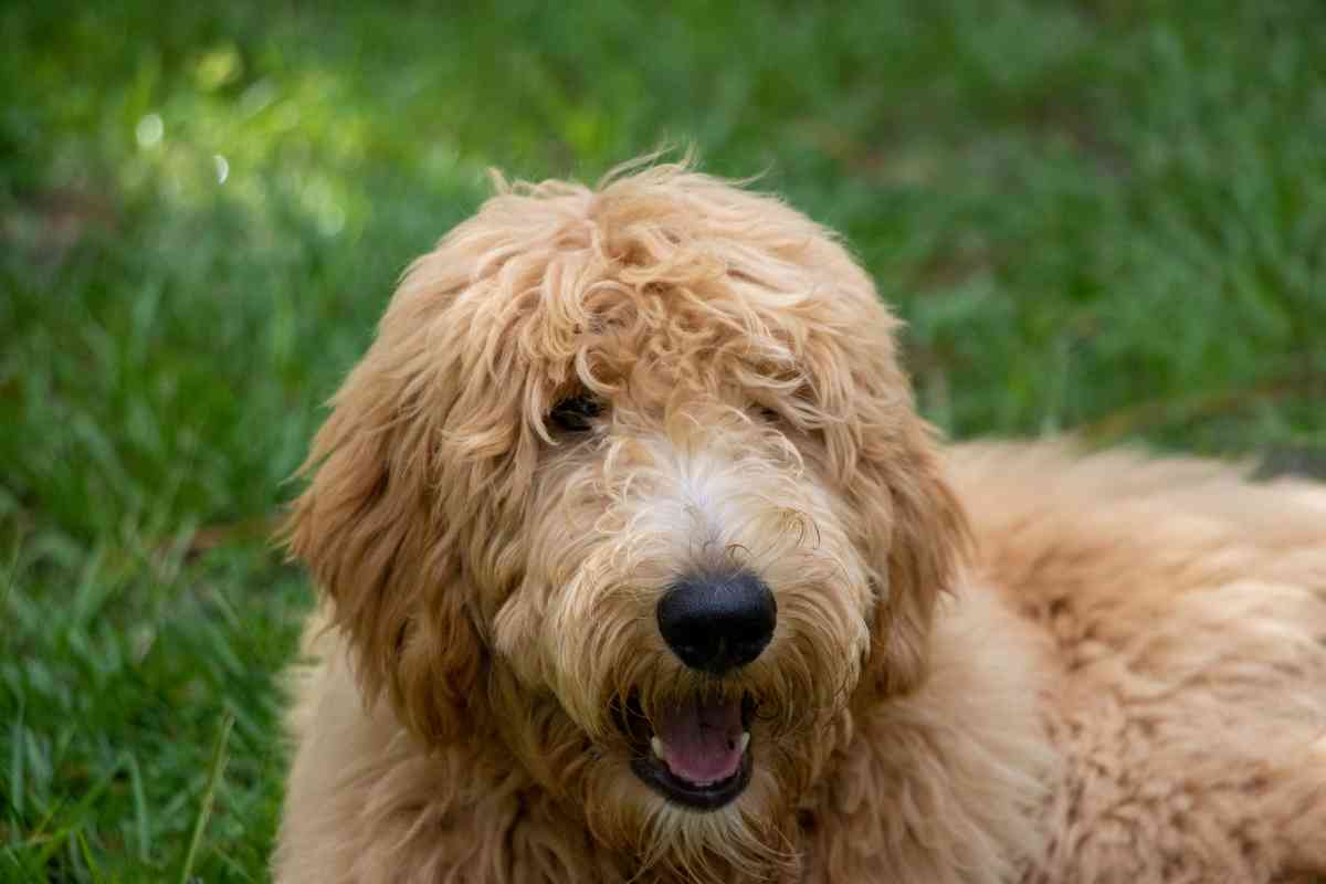 How To Demat A Goldendoodle? 1