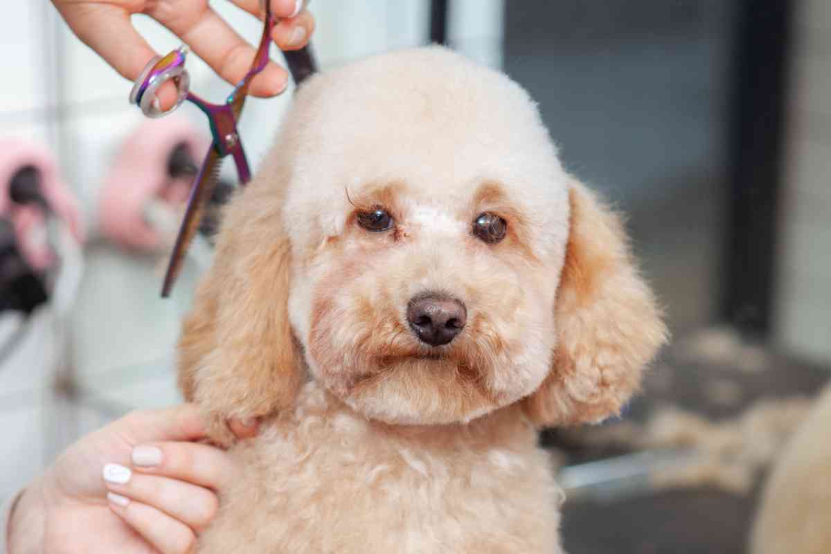 How To Demat A Goldendoodle? 4