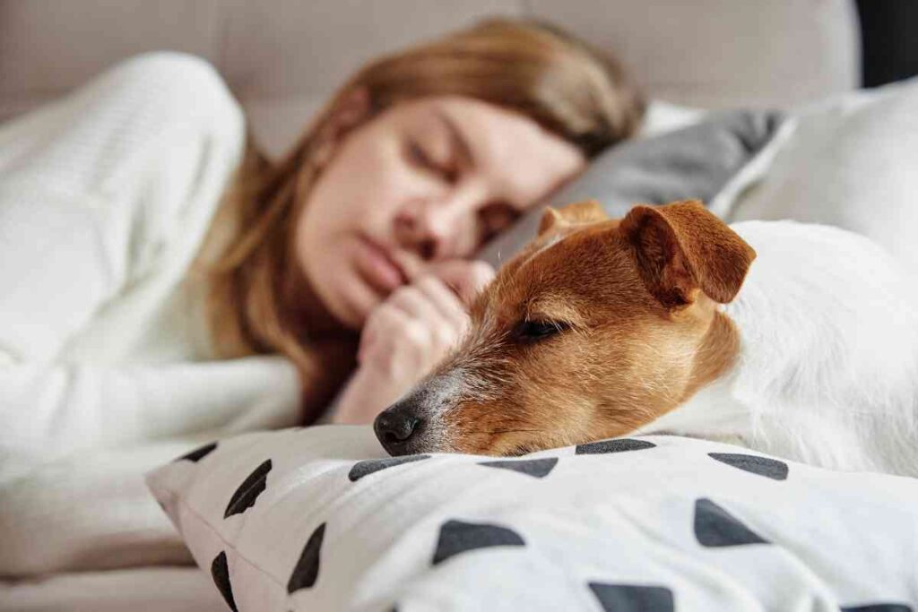 Should I Wake My Dog Up From A Nightmare?