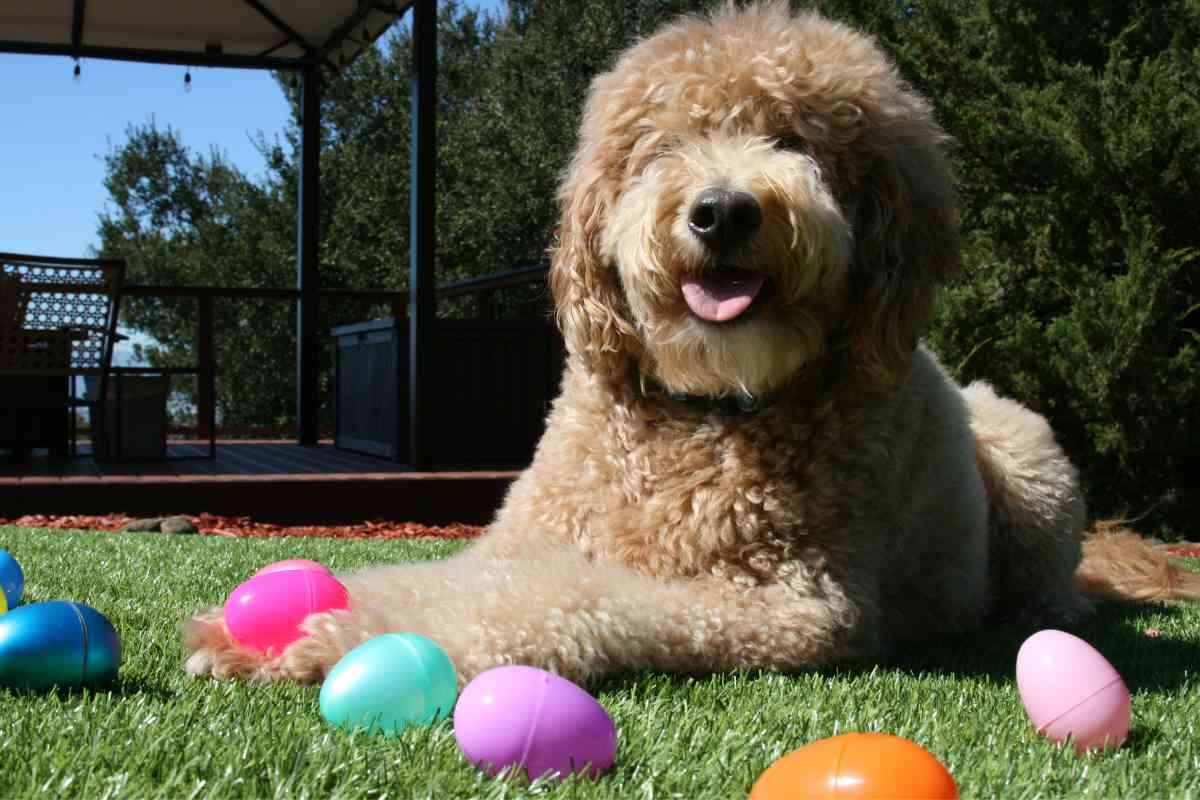 What Is The Goldendoodle Life Expectancy? (Answered!) 2