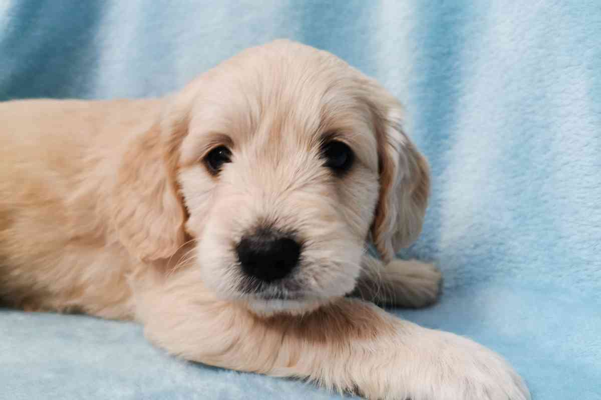 What Is The Goldendoodle Life Expectancy? (Answered!) 3