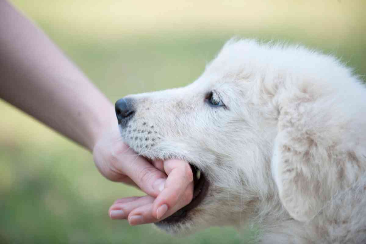 When Do Goldendoodles Stop Biting And How You Can Stop It? 2