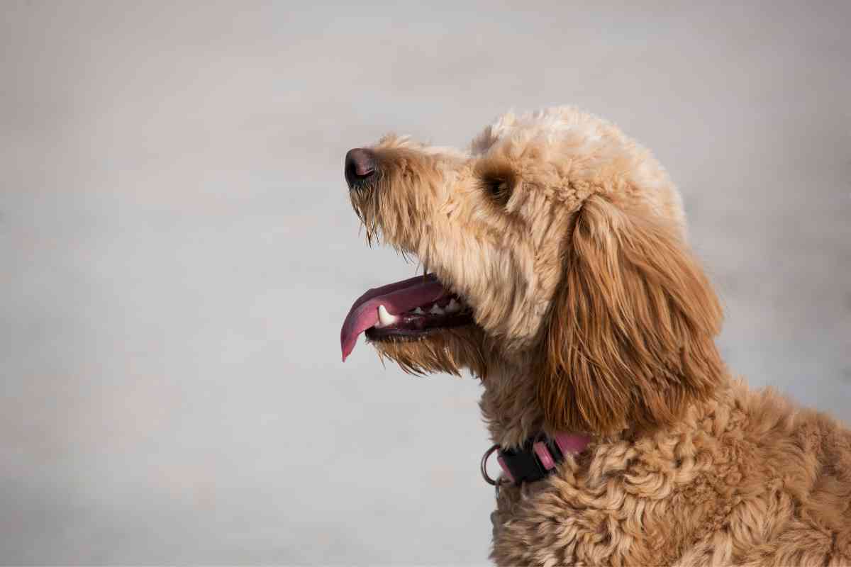 When Do Goldendoodles Stop Biting And How You Can Stop It? 1