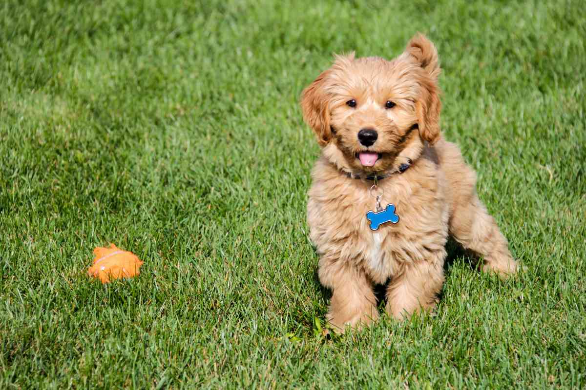 When Do Goldendoodles Calm Down 1