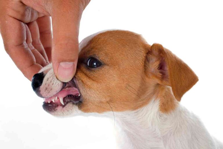 Teething Puppies When Do Puppies Teeth The Worst?