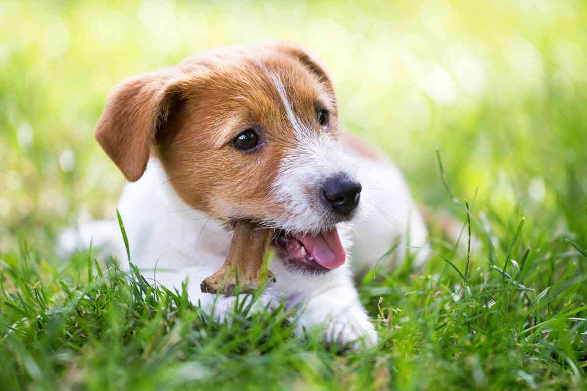 what are the symptoms of a puppy teething