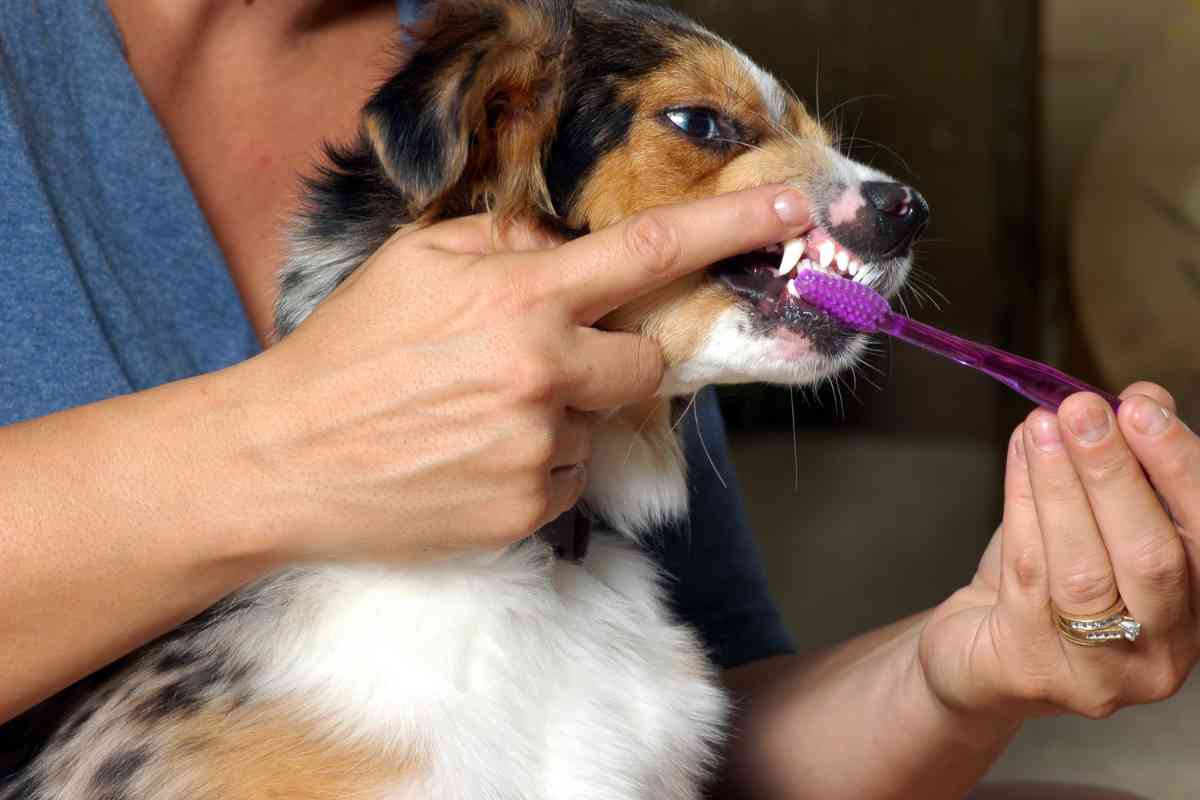 Teething Puppies When Do Puppies Teeth The Worst?