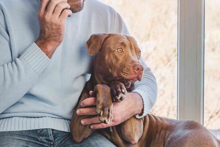 Why Does My Dog Lay On Top Of Me?