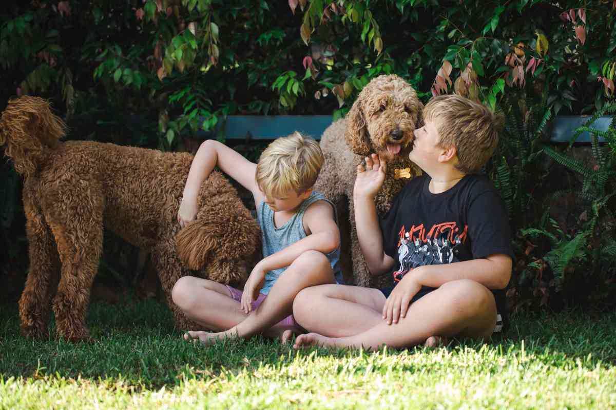Why Do Goldendoodles Lick So Much- 13 Reasons And Vet Tells You How To Fix It! 1