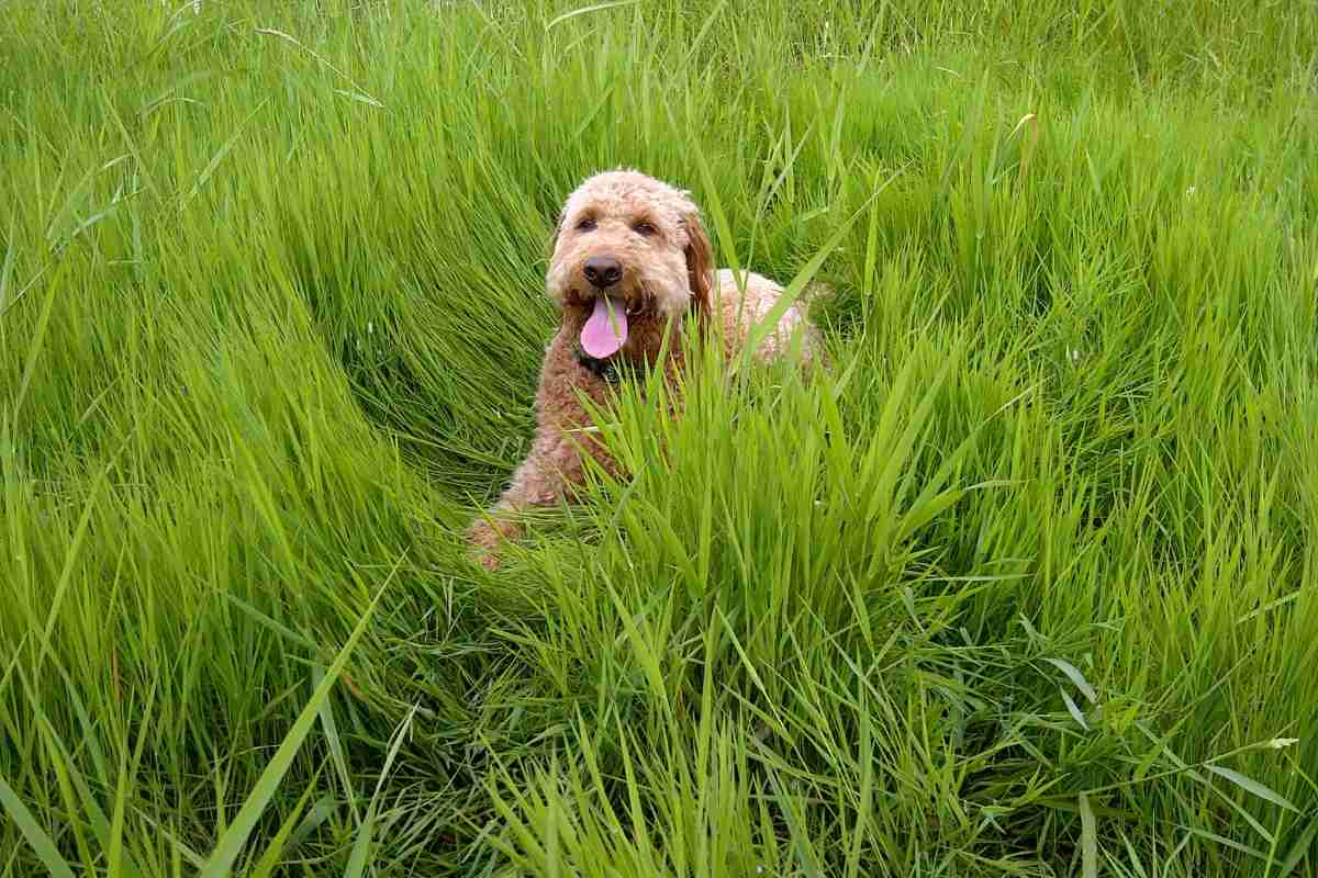 Can Puppies Eat Grass (Vet Explained!) 5