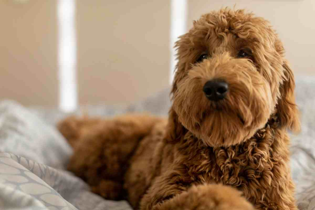 How Do I Make My Dog's Coat Shiny? Goldendoodle Advice