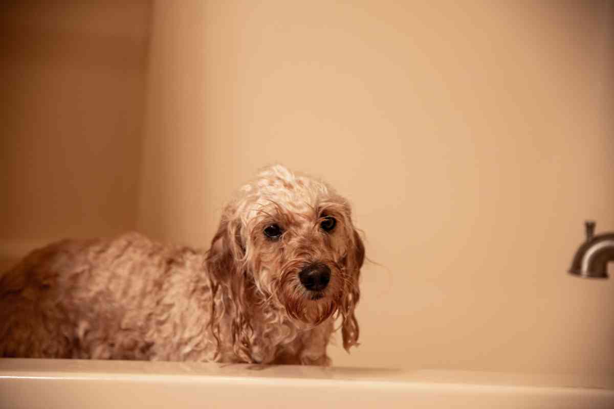 Goldendoodle Grooming: How To Keep Your Dog'S Coat Looking Great 2