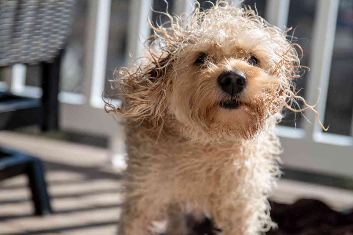 Goldendoodle Grooming: How To Keep Your Dog'S Coat Looking Great 4