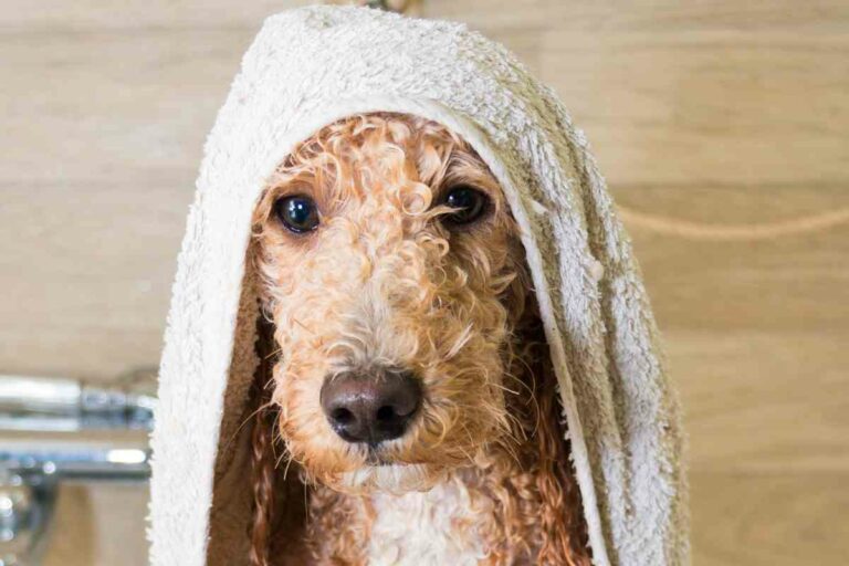 Goldendoodle Grooming: How To Keep Your Dog’S Coat Looking Great