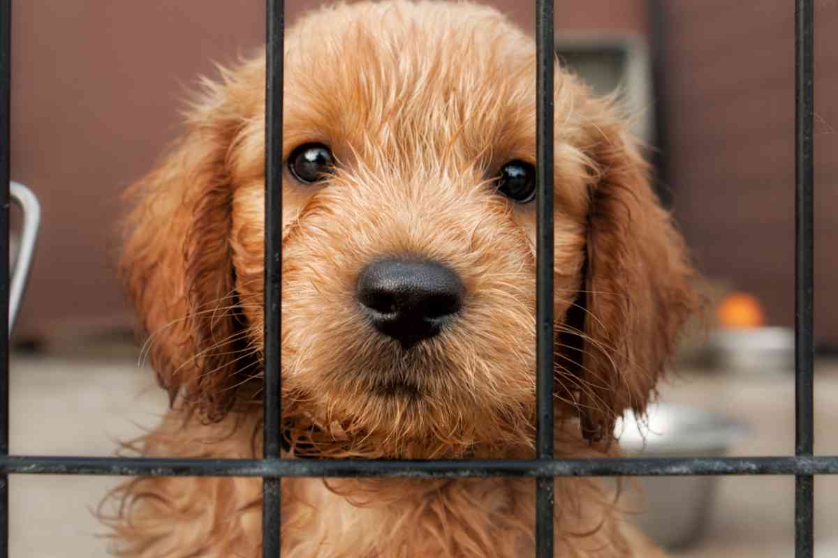 Goldendoodle Separation Anxiety: Causes &Amp; Solutions 7