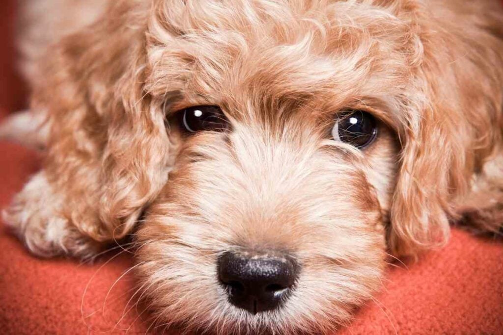 Goldendoodle Separation Anxiety Causes & Solutions Goldendoodle Advice
