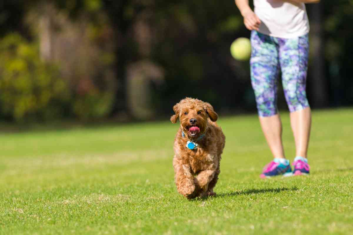 Goldendoodle Separation Anxiety: Causes &Amp; Solutions 11