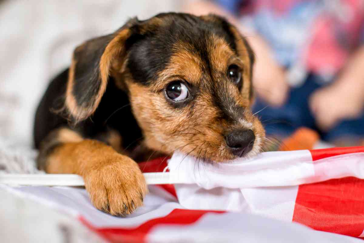 Here’s How To Clean Puppy Eye Boogers Safely &Amp; Quickly 5