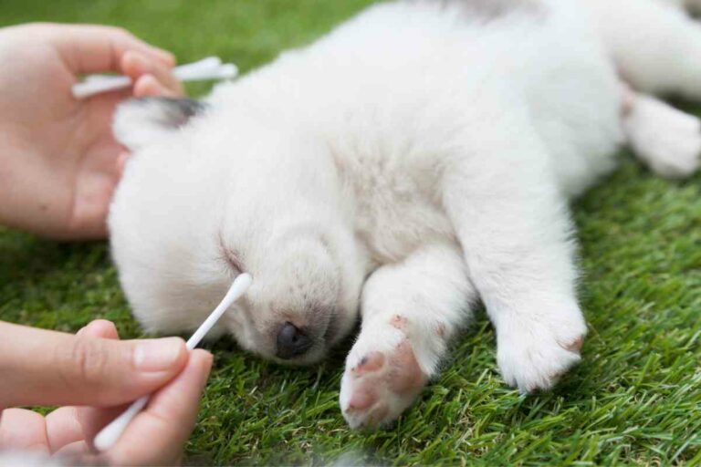 Here’s How To Clean Puppy Eye Boogers Safely & Quickly